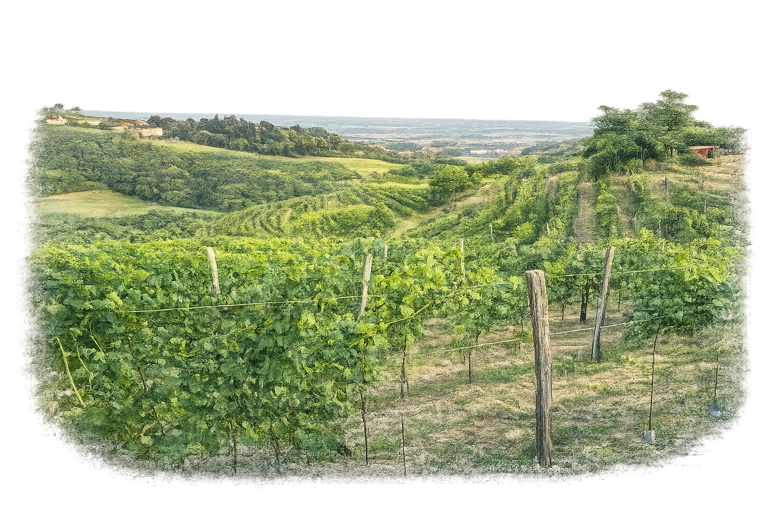 Breganze vineyards